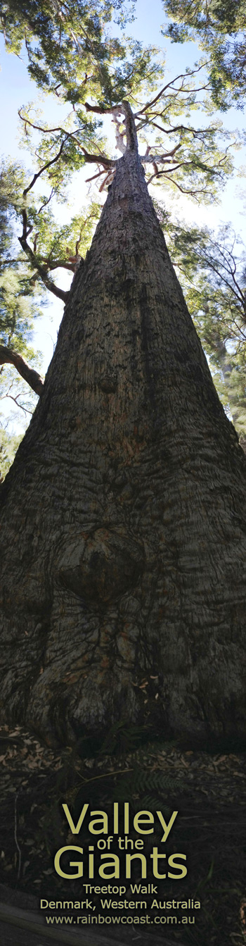 A Giant Tingle Tree vertical Panorama