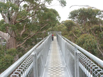 Valley of the Giants Treetop Walk Denmark Western Australia