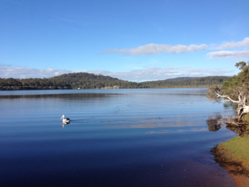 Western Australian Pelican on the Walpole Inlet