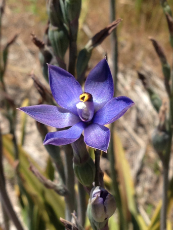 Thelymitra, sun orchid, growing along the Nornalup Inlet, Walpole