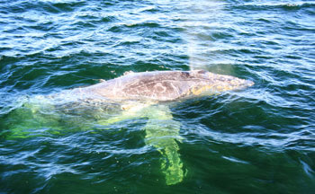 Humpback Whale