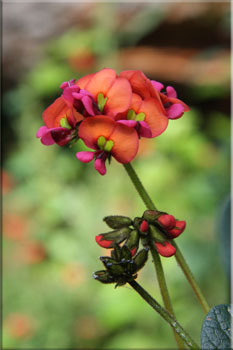 Coral Vine