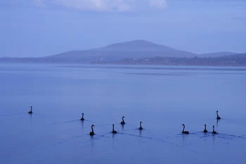 THe Black Swans of Denmark Western Australia